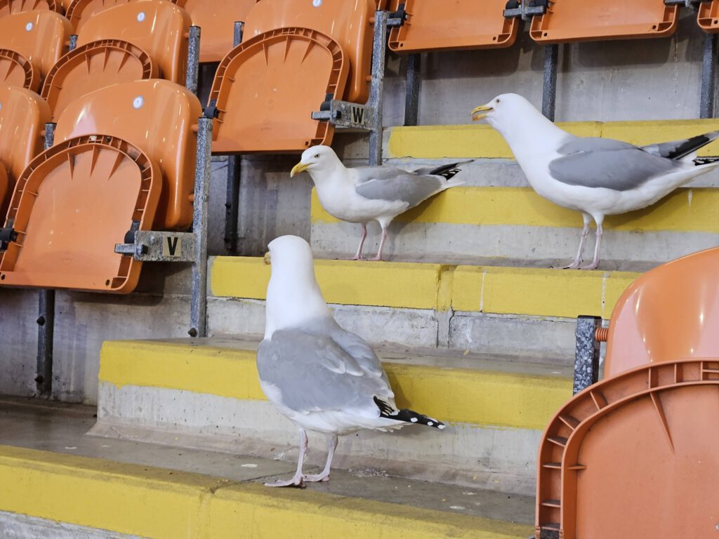 650930018 1729309138461584 4518195331043058119 n